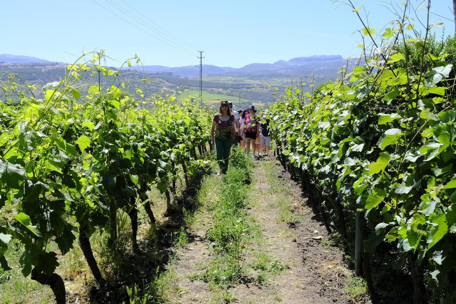 El regreso del turismo extranjero a las bodegas rondeñas, en fotos