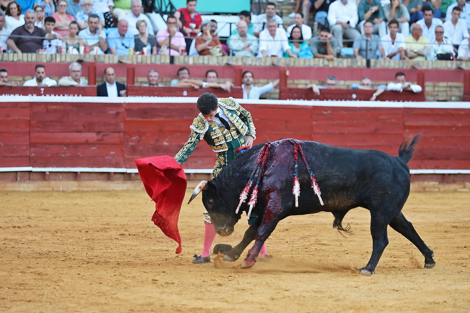 Toros La Merced 2024 Novillada con picadores(