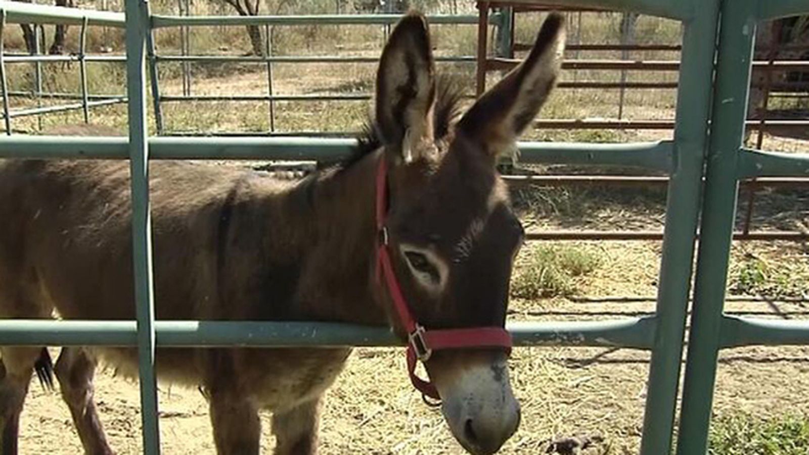 Galileo: El burro que se cree perro y terminará siendo bombero