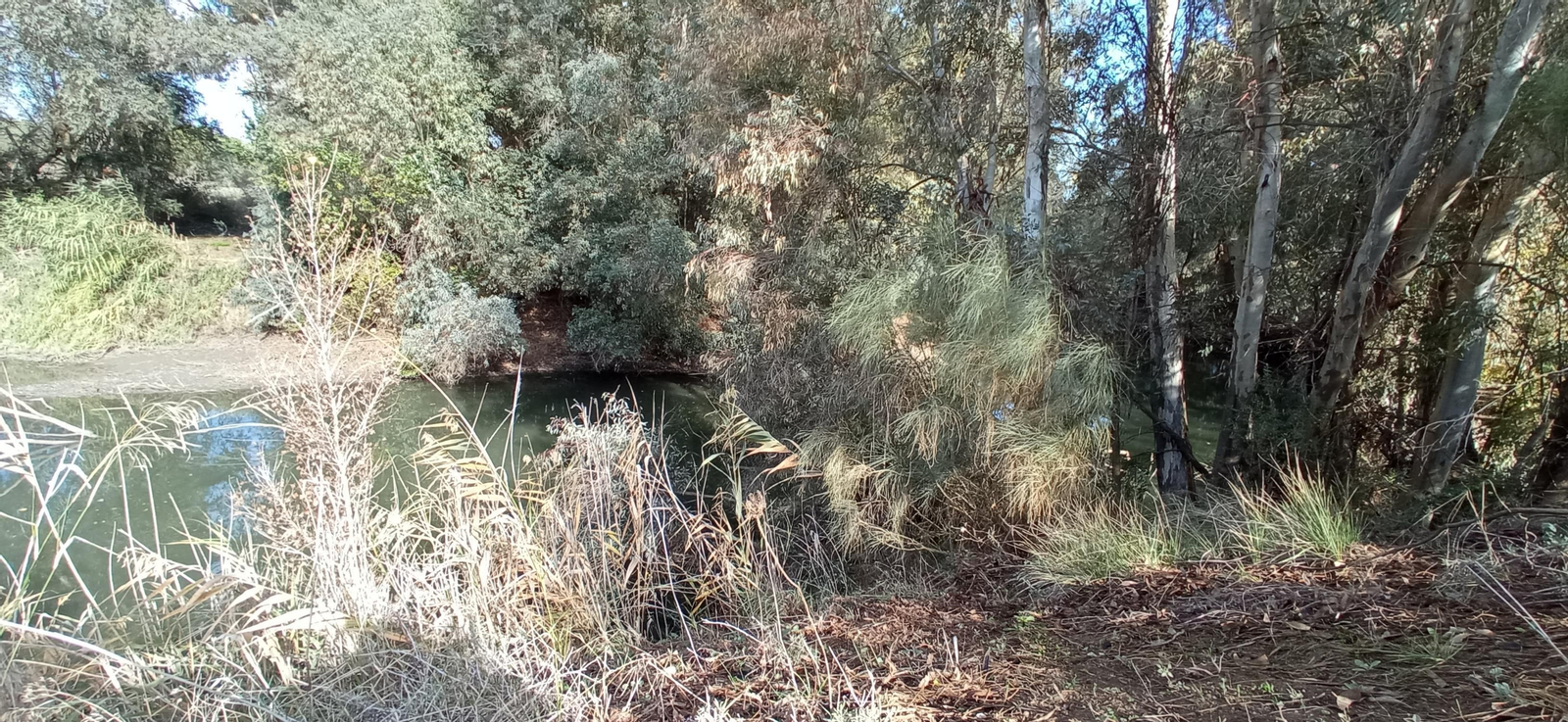 Las imágenes de la ruta ornitológica del corredor verde