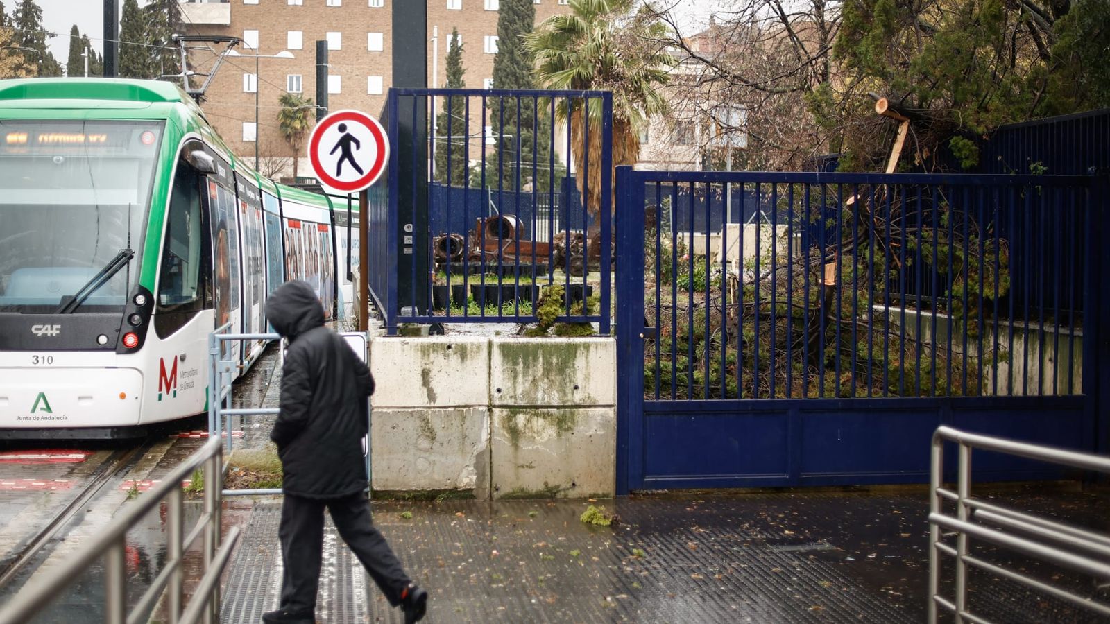 Zona donde ha caído el árbol en la Facultad de Ciencias de la UGR