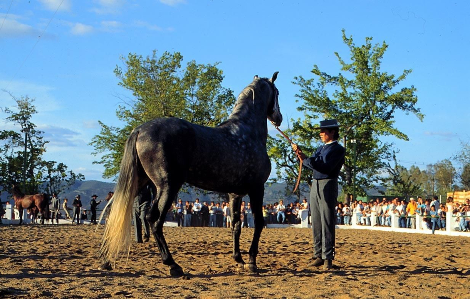 Un criador vestido de corto doma a un caballo durante una exhibición. Un criador vestido de corto doma a un caballo durante una exhibición.