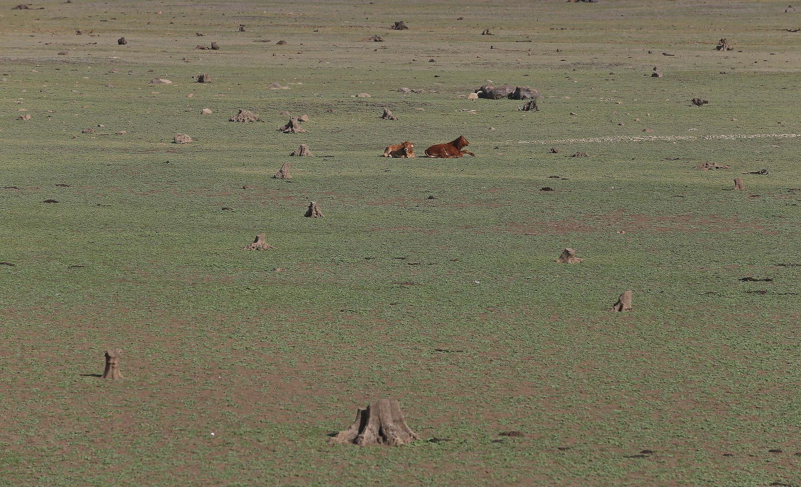 Imágenes del pantano de Charco Redondo en Los Barrios