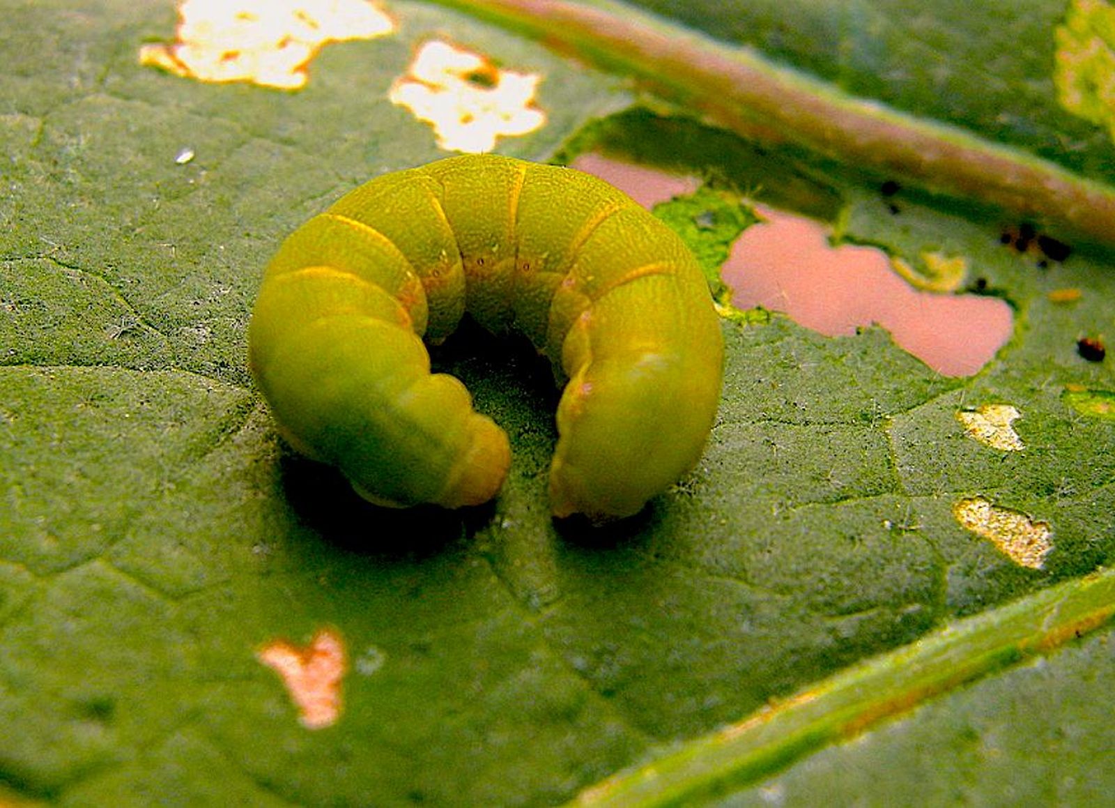Oruga del pimiento (Spodoptera exigua), también conocida como “rosquilla verde”.