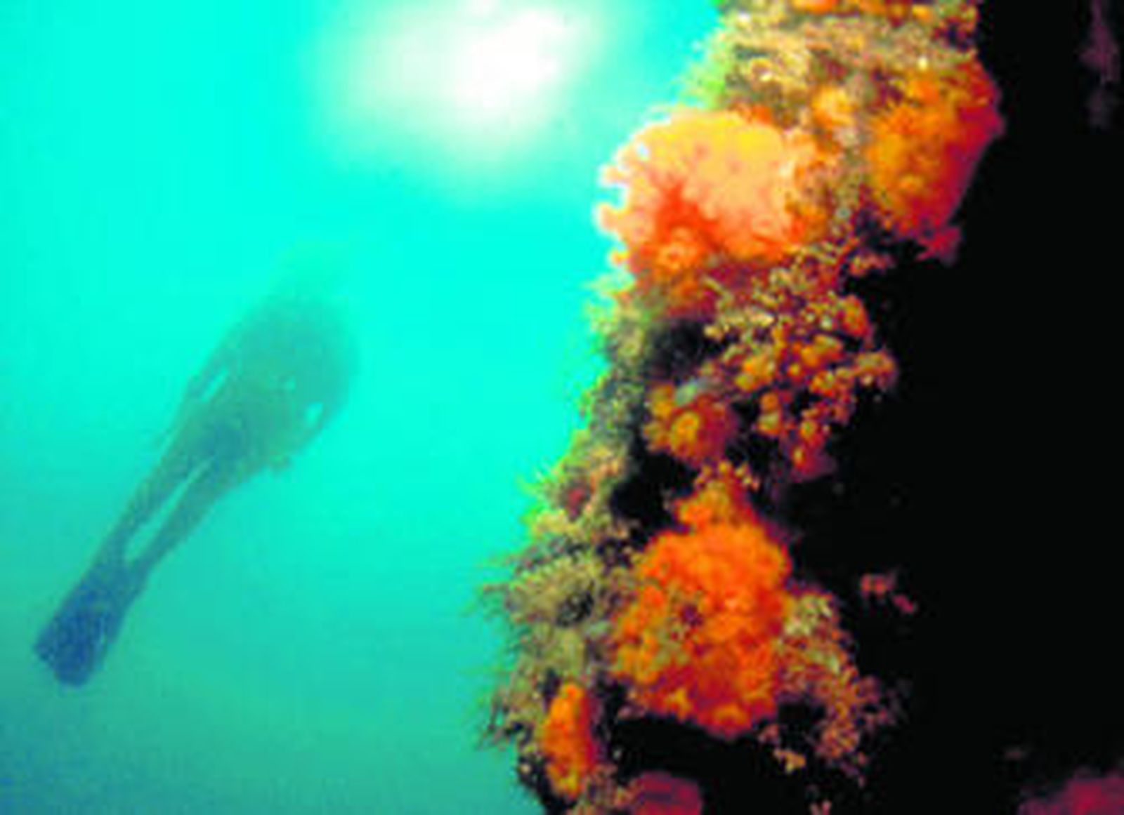 Un buceador en una zona cercana a la bahía de Algeciras durante una de las inmersiones habituales.
