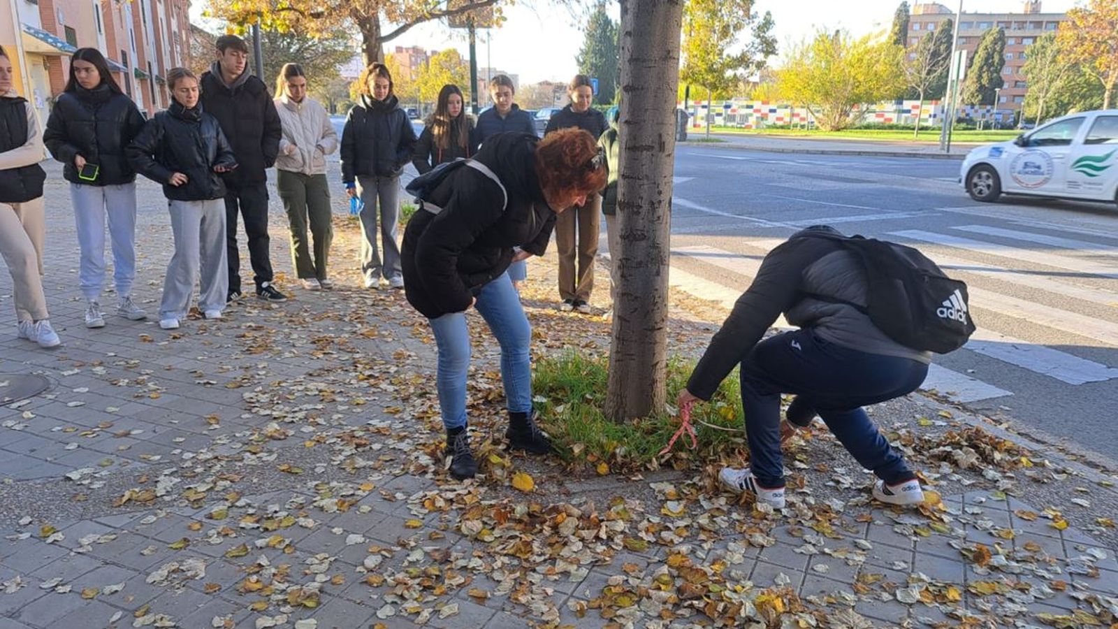 El equipo ha realizado un muestreo de la infraestructura verde de la ciudad en el que se han analizado 5.025 árboles de calle.
