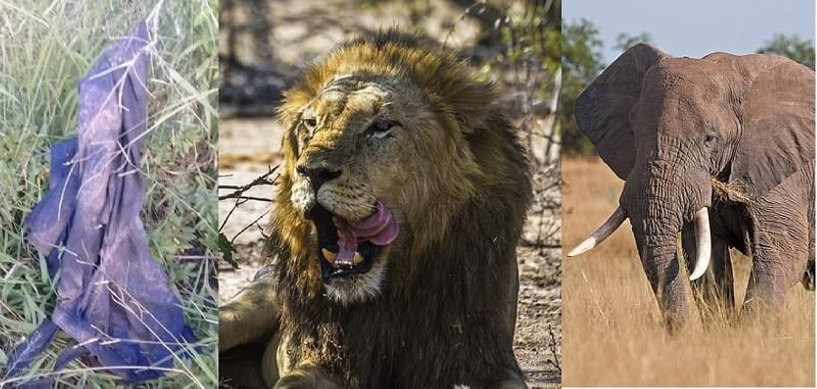 Un cazador furtivo muere aplastado por un elefante, y los leones se comen su cuerpo completamente