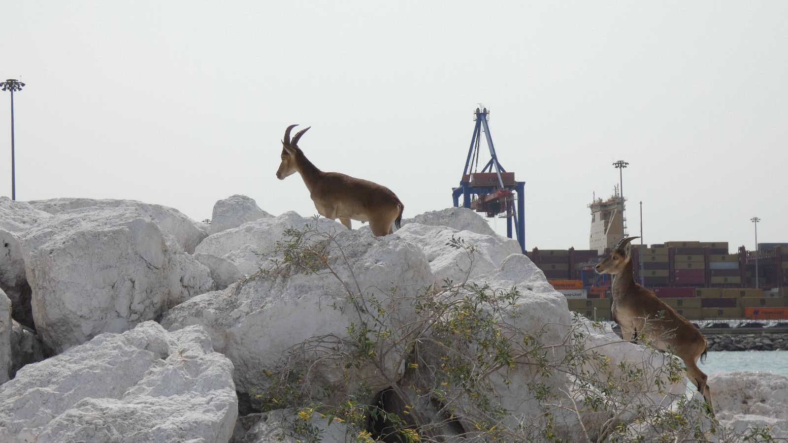 Las dos cabras en el entorno del puerto. Las dos cabras en el entorno del puerto.