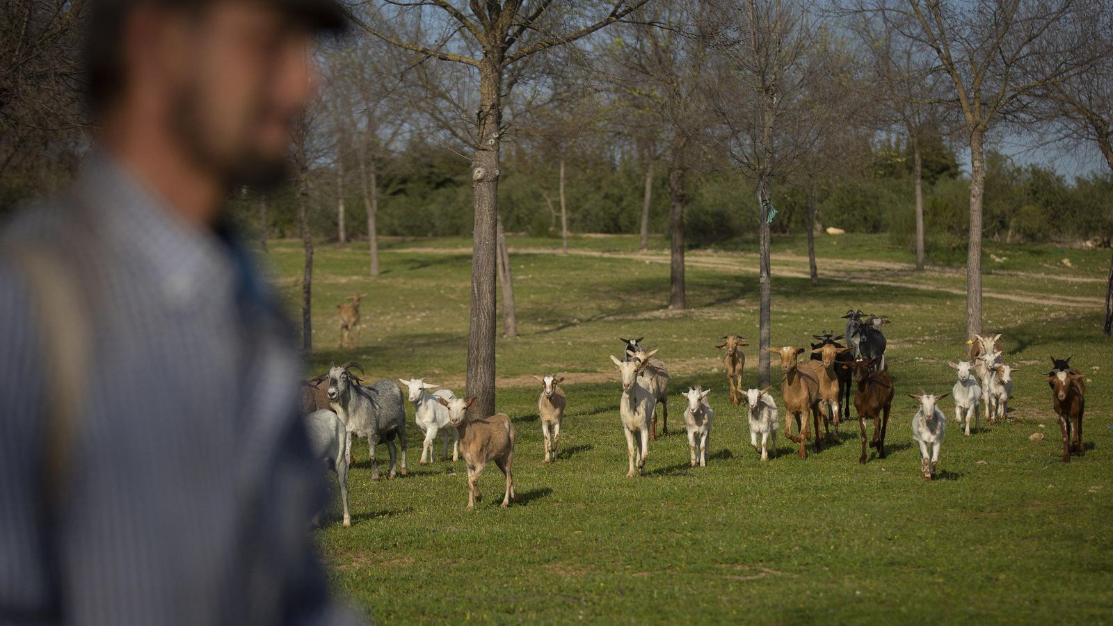El pastor y su rebaño.