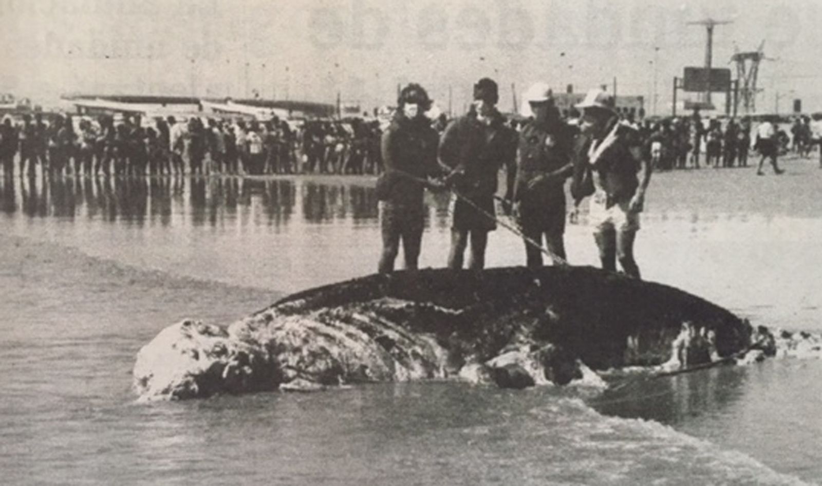 1993 hace 25 añosAparece el cadáver de un elefante en la playa Victoria
