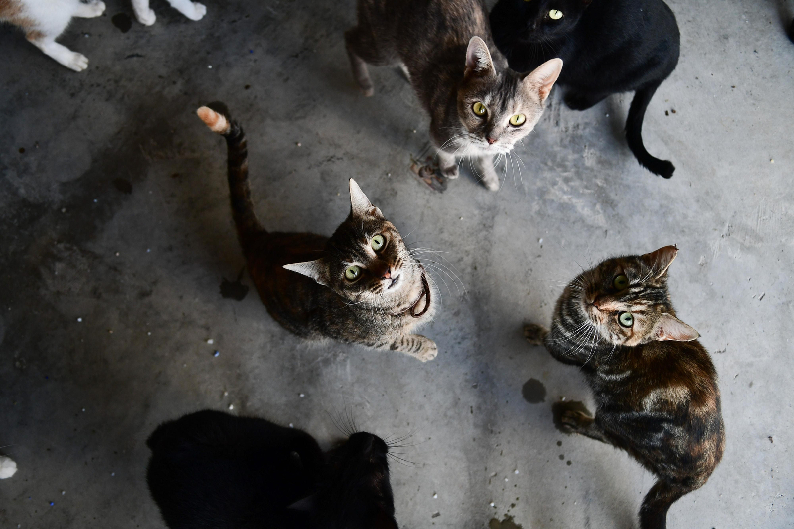 Mascotas que esperan dueño en las perreras de Sadeco