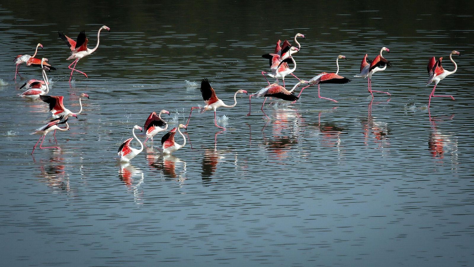 Flamencos en la Laguna de Medina