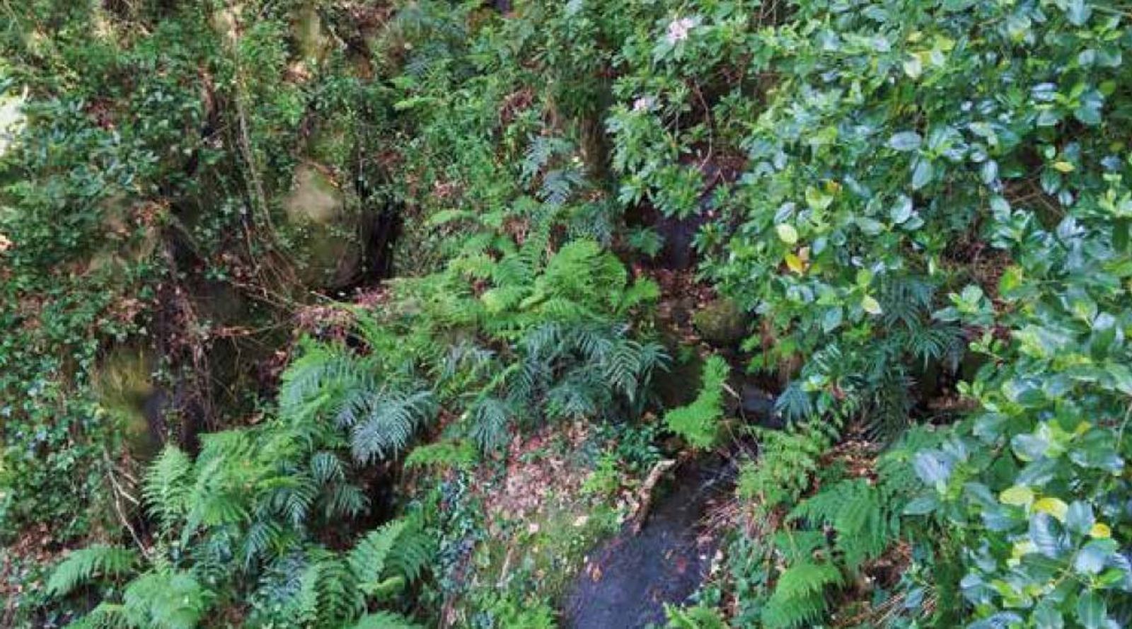 Helechos relictos creciendo en una albina escalonada de las sierras de Tarifa.