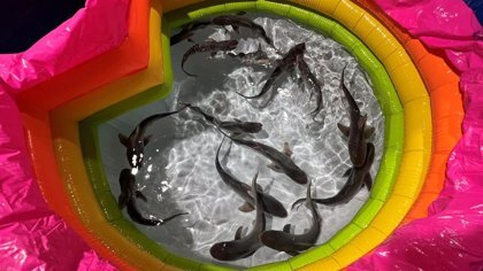 Nacen la camada más numerosa de tiburones grises en el Oceanogràfic de Valencia