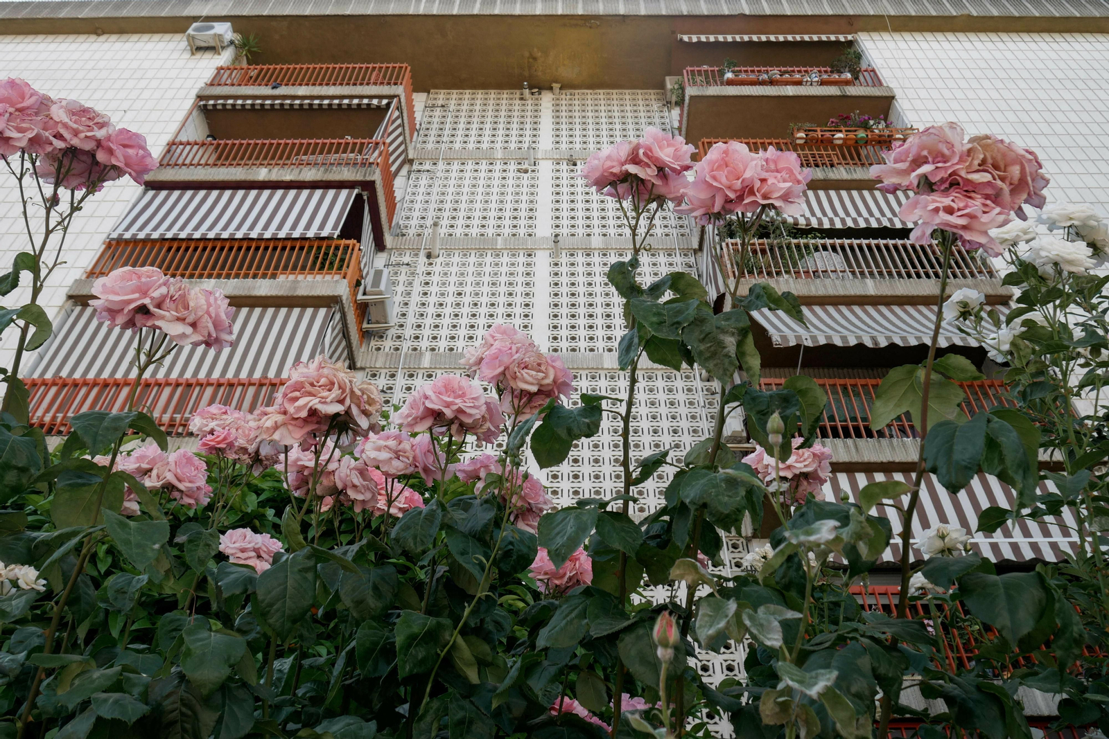 Rosales en el Castaño