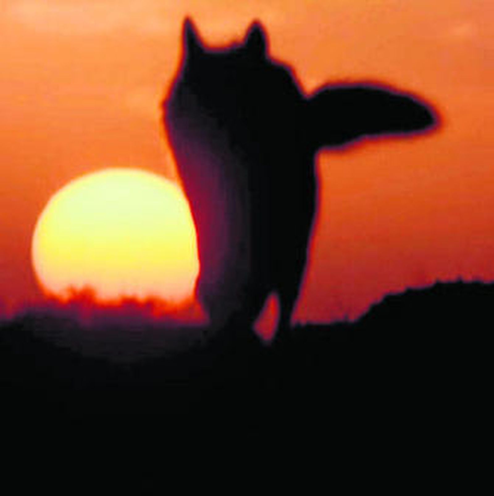 El hombre que hablaba con lobos