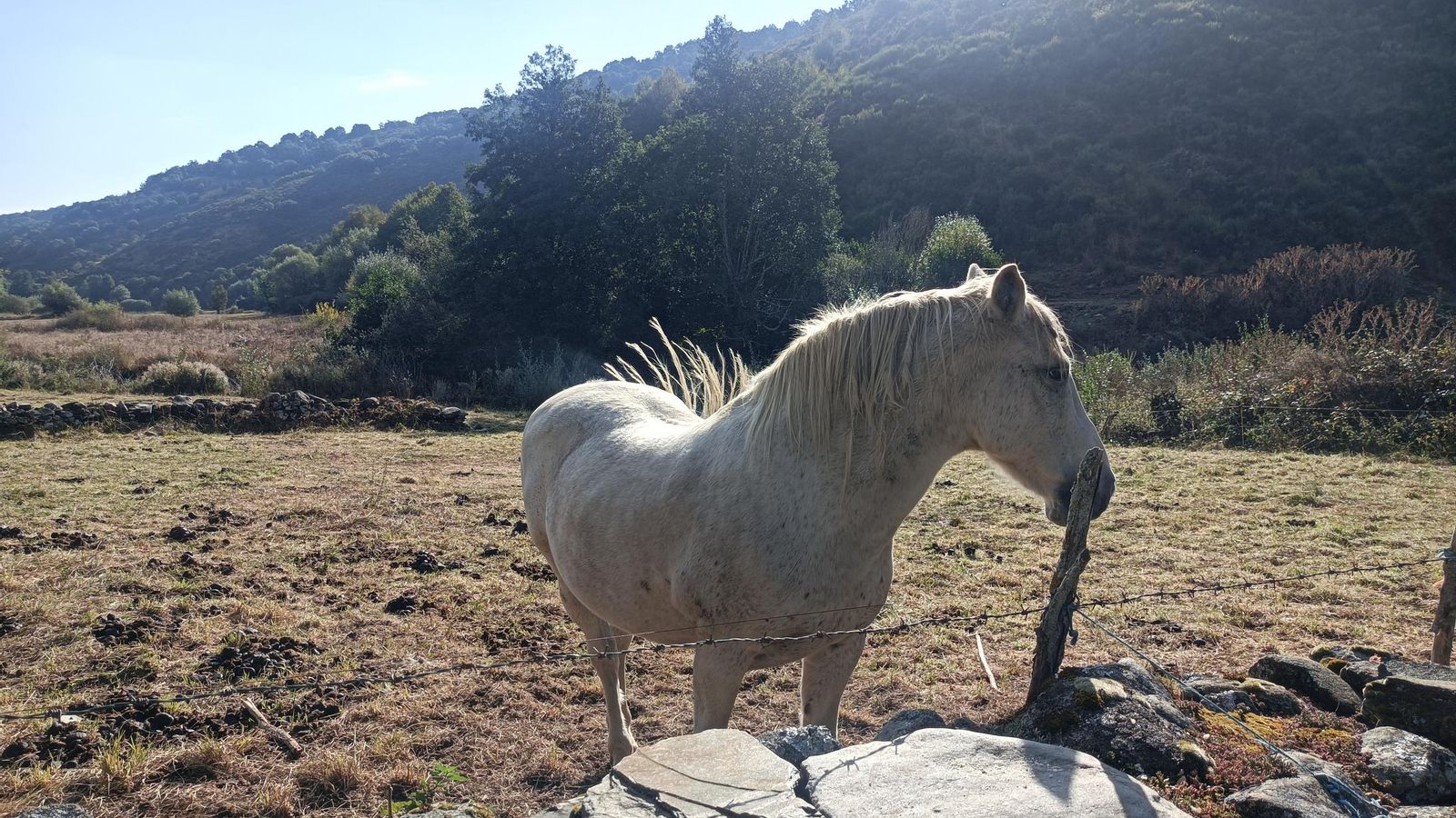 Un caballo a la salida de Cirujales.