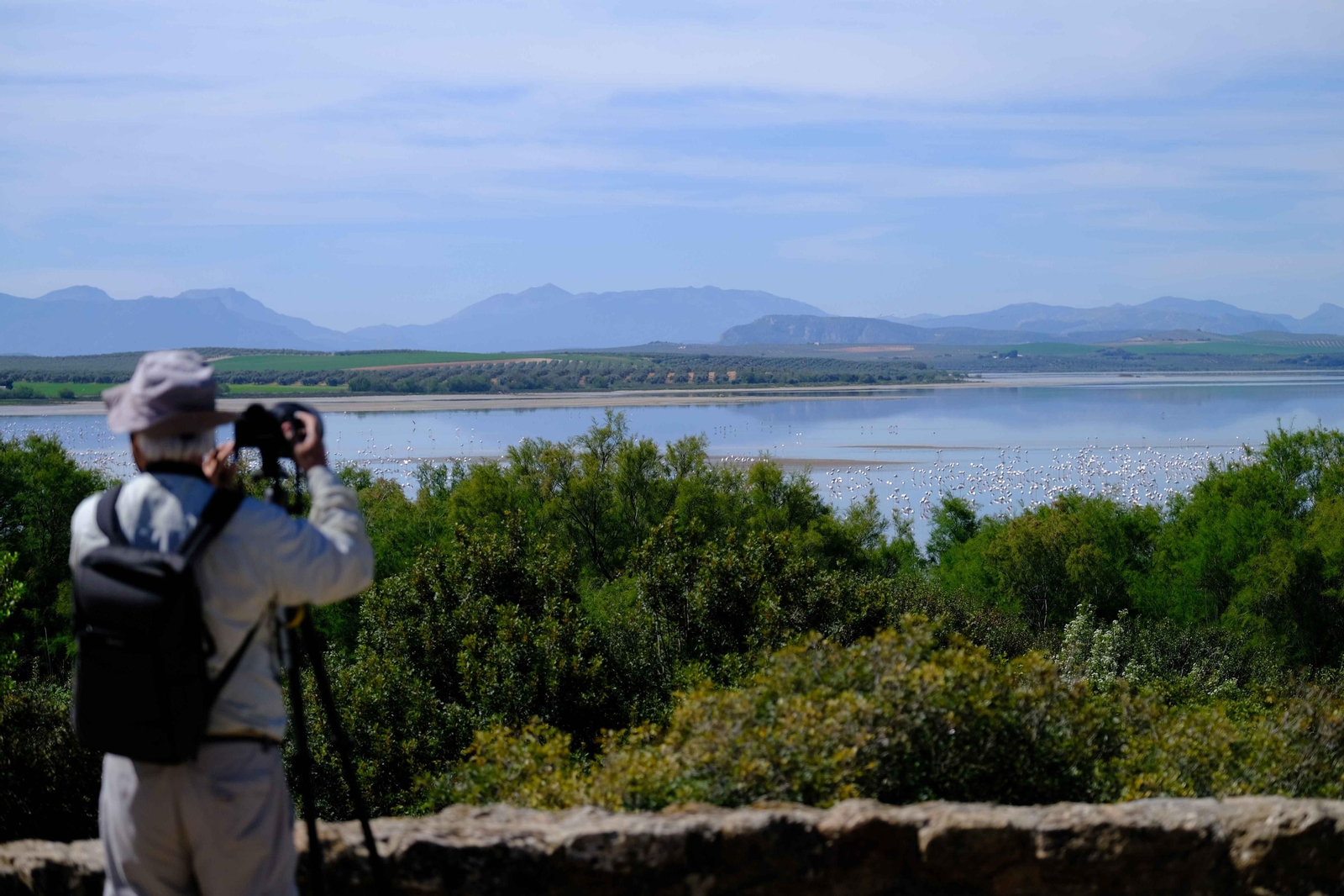 Miles de flamencos llegan a Fuente de Piedra tras las lluvias, en fotos.