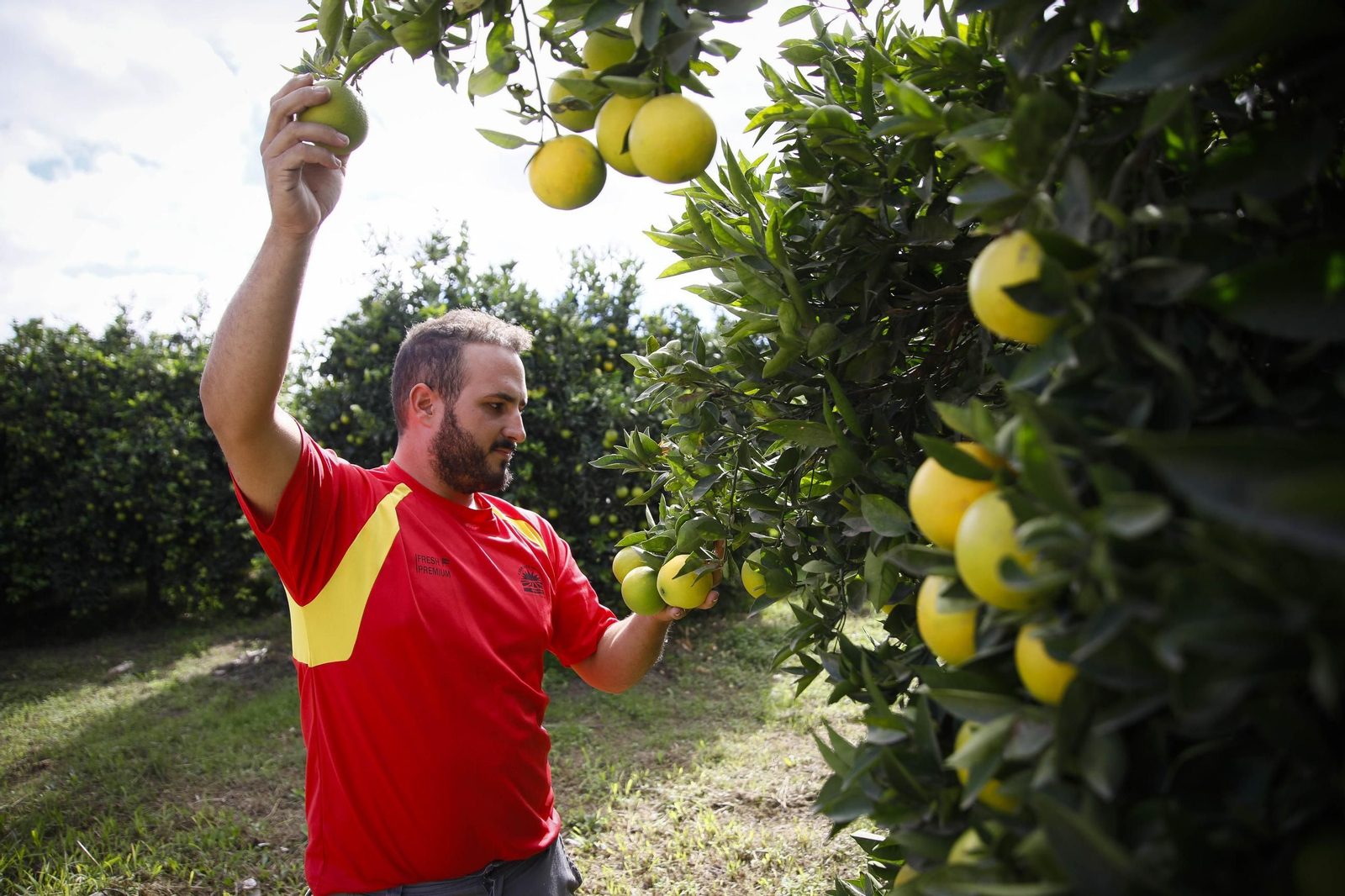 Las naranjas de Íllar, en imágenes