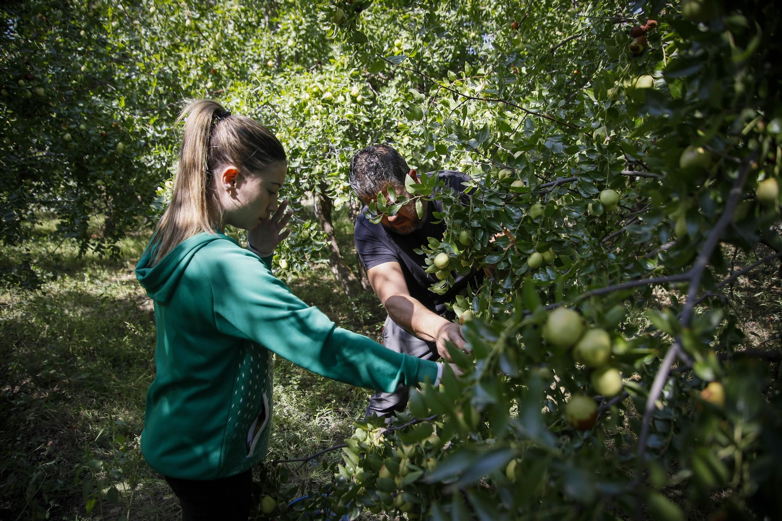 Imágenes del cultivo de azufaifas en Abrucena