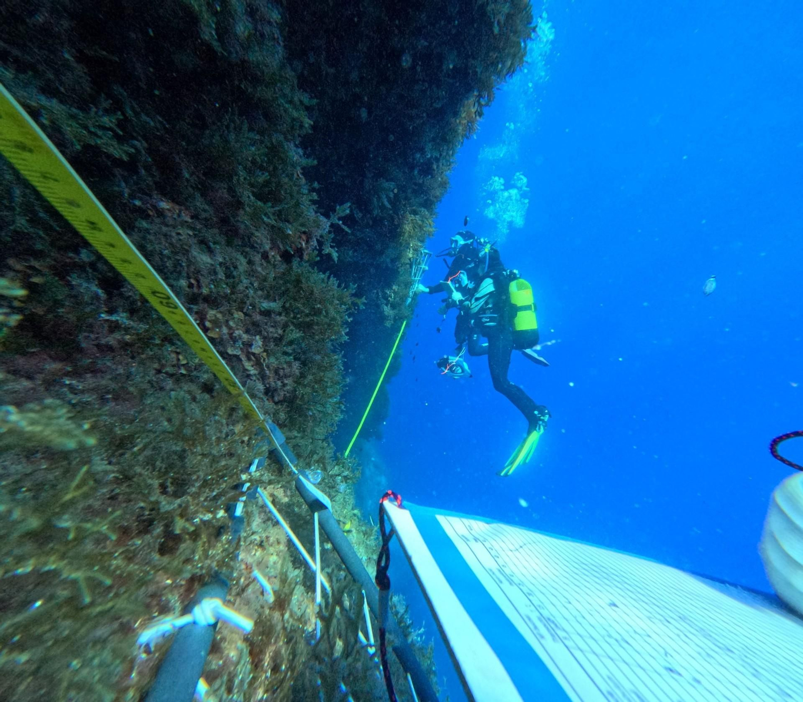Toma de datos y muestras mediante buceo científico en las áreas exploradas en aguas del Mediterráneo.