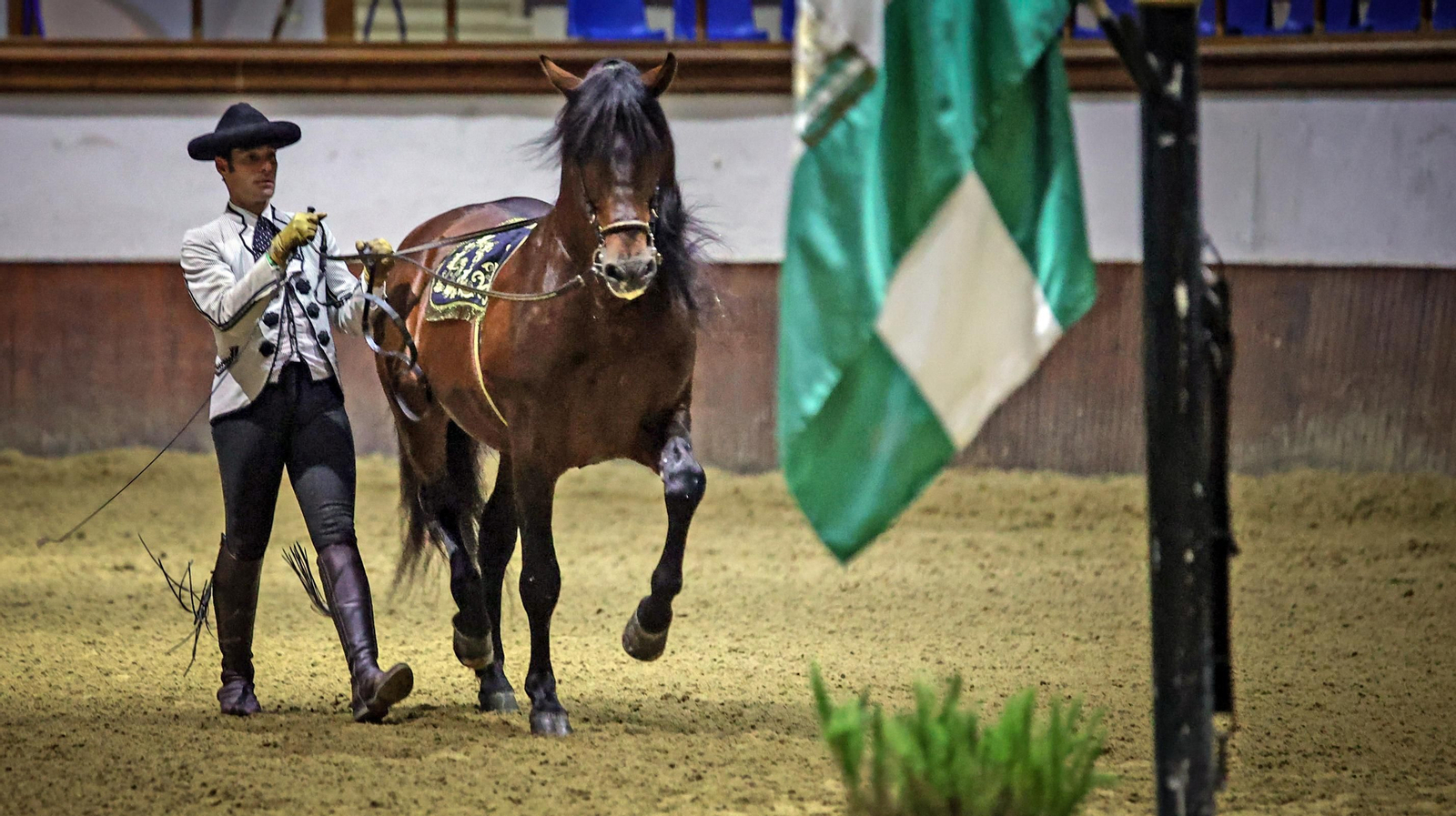 Yente,  el caballo de Jerez mas famoso del mundo