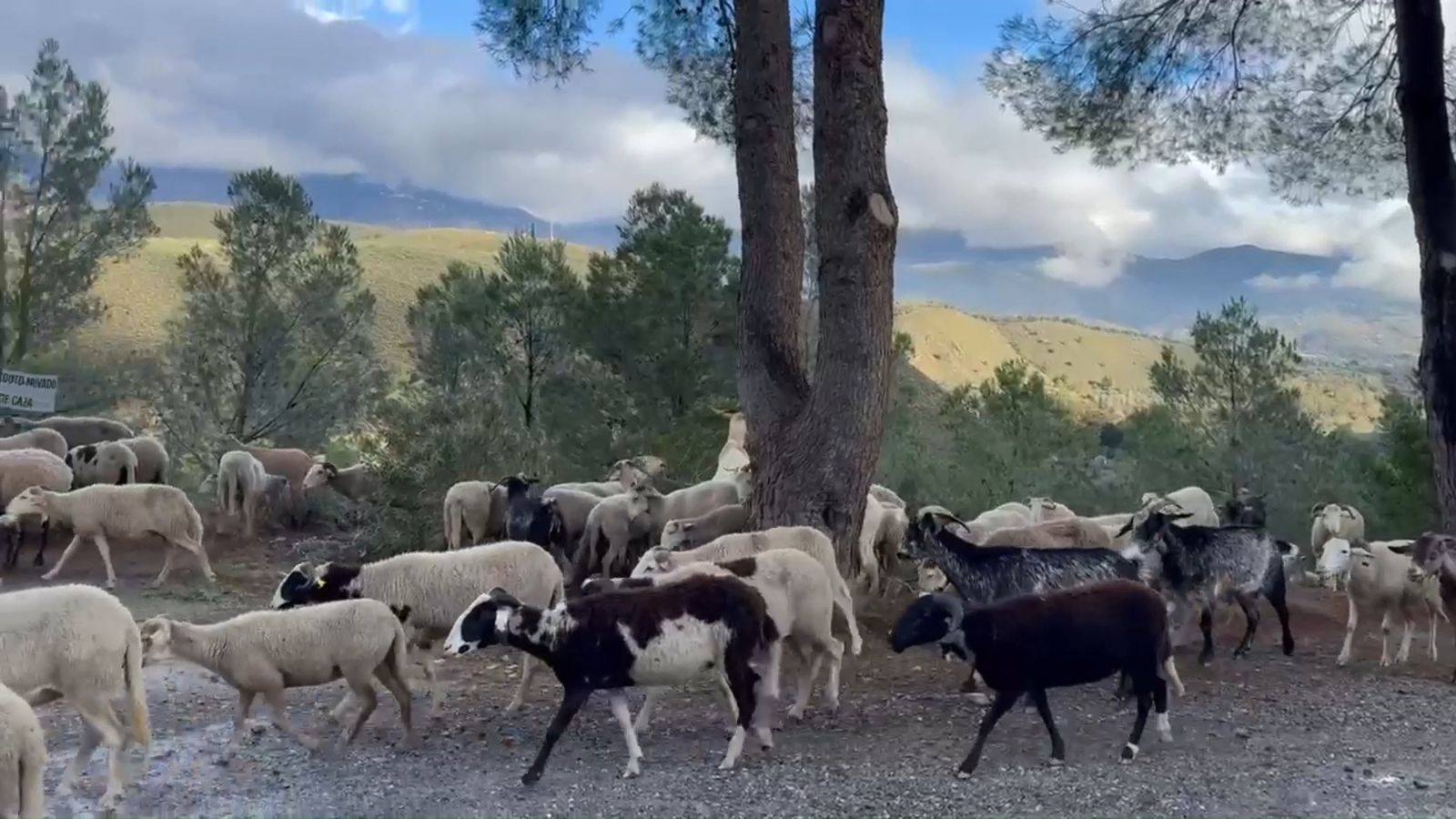 Así ha sido el paso entre la Alpujarra y la Costa de Granada del pastor trashumante