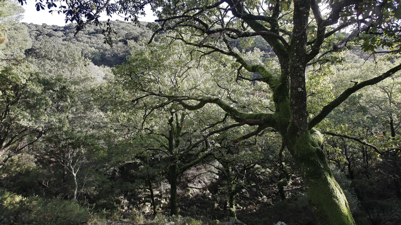 Sendero de la finca Murta en Los Barrios