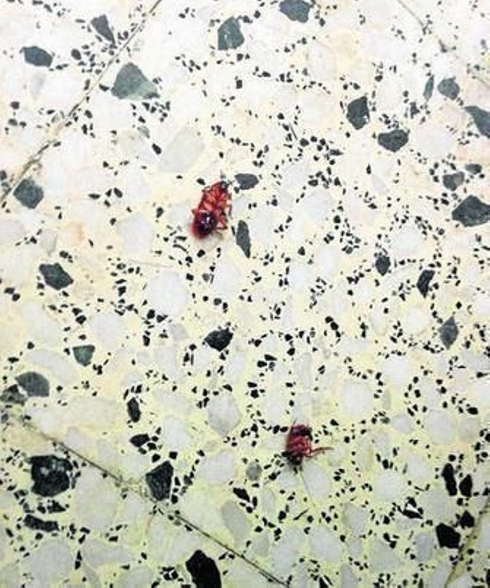 Dos de las cucarachas aparecidas en el parque.