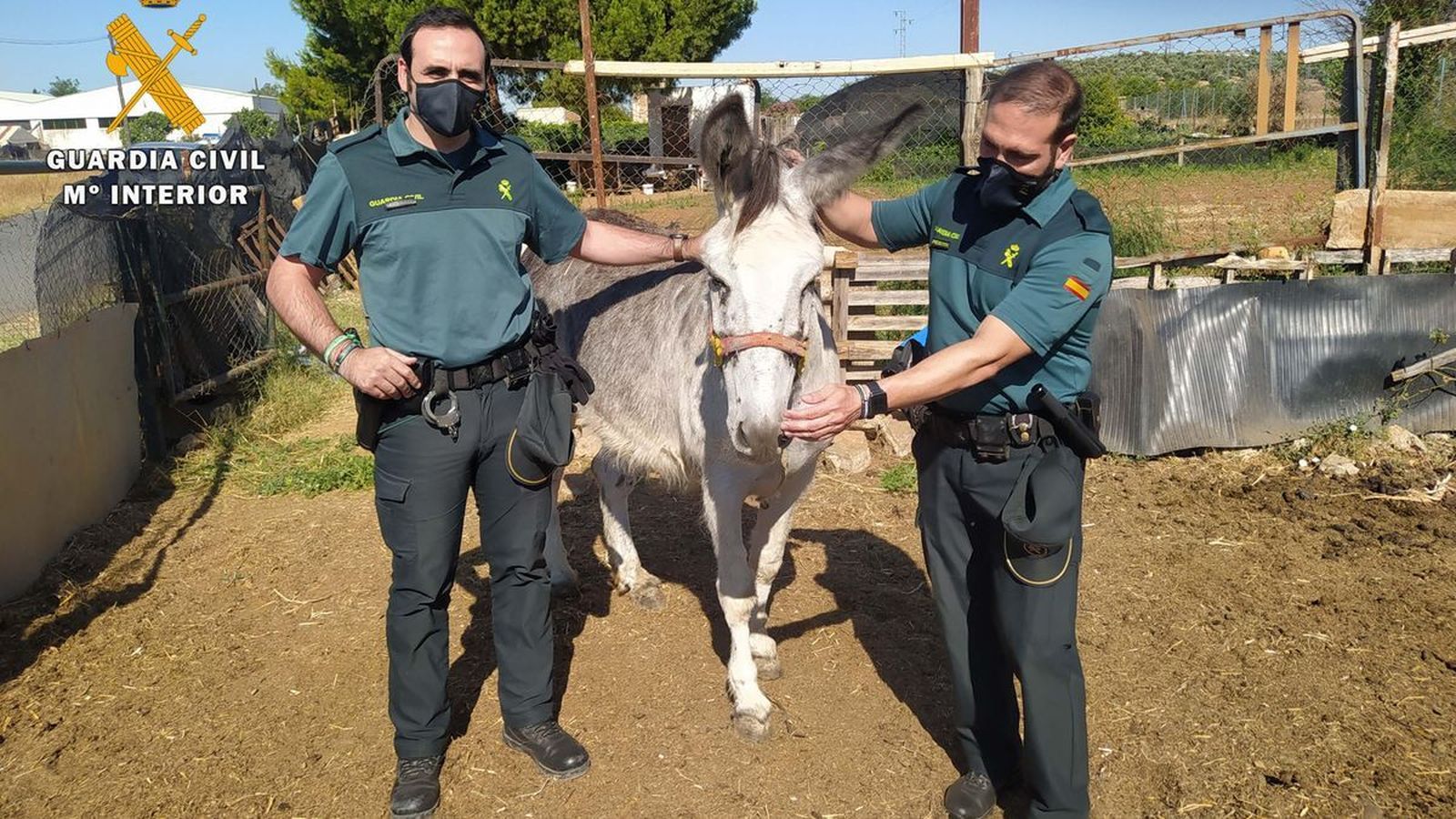 La Guardia Civil rescata a un asno de un incendio en Villa del Río