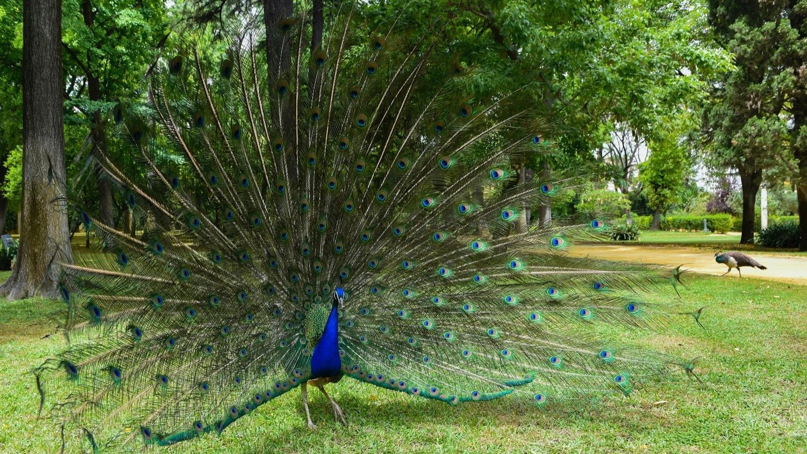Un pavo real en los jardines del Alcázar.