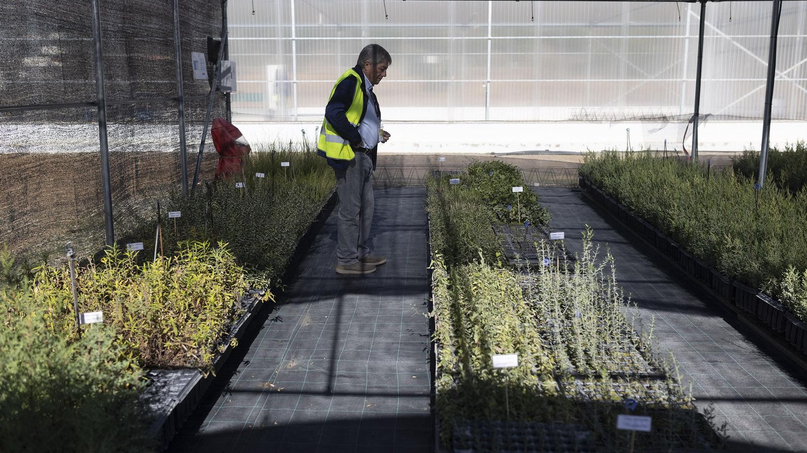 El actual vivero de la Mina de Aznalcóllar.