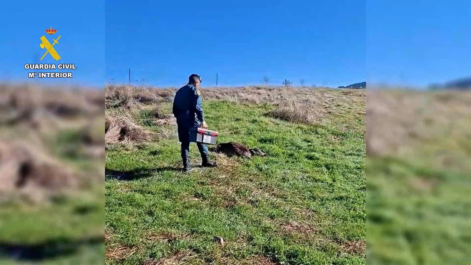 Un guardia civil localiza uno de los animales abatidos.