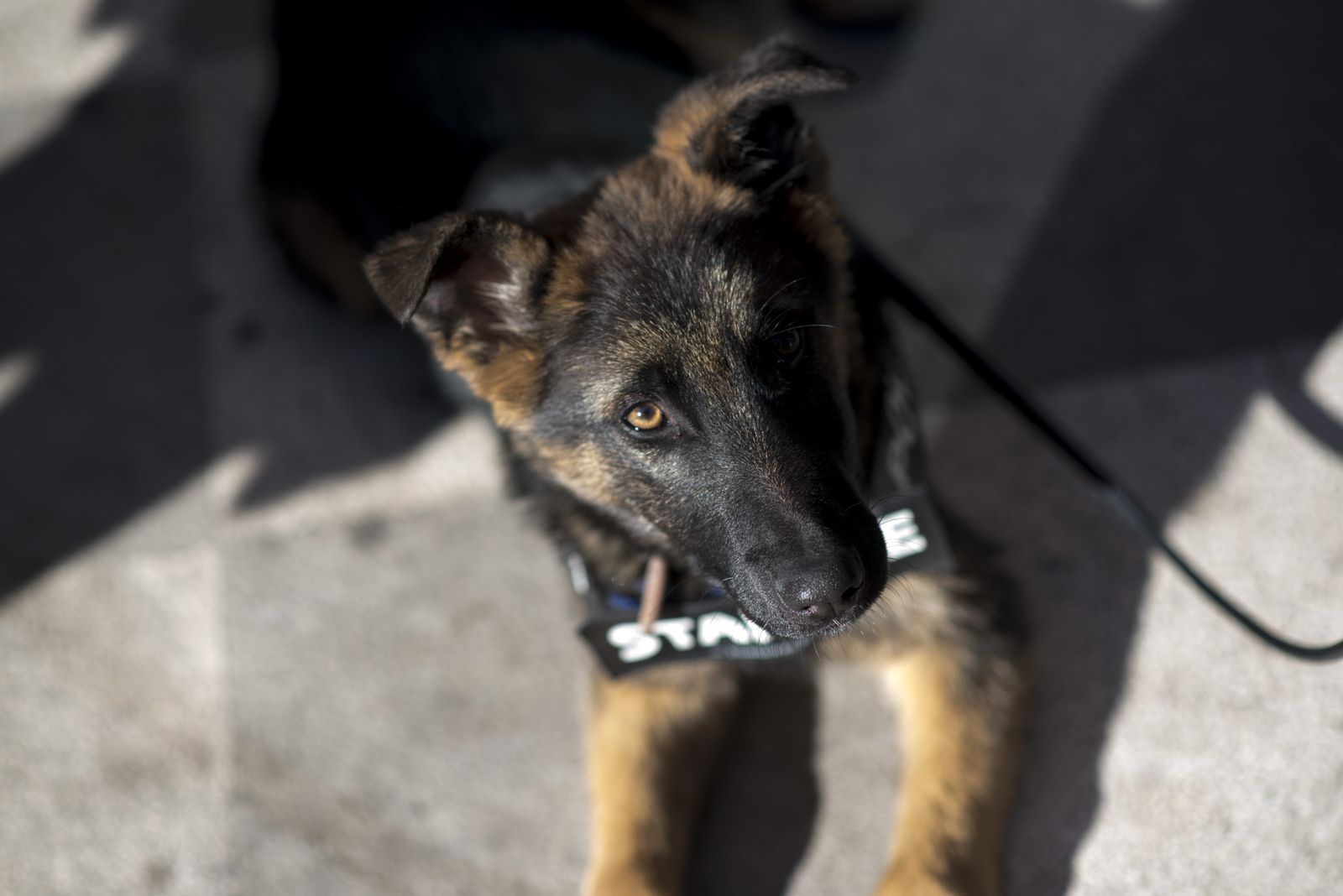 Las imágenes del Día sin coches