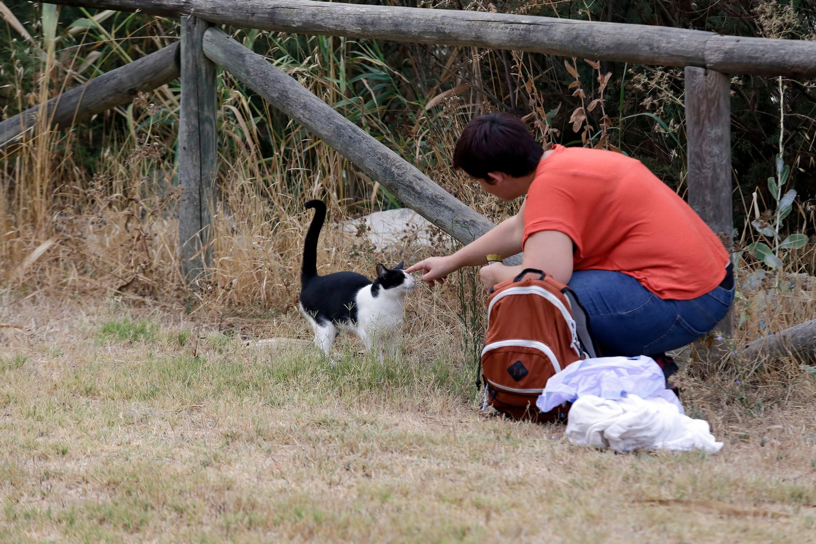 Imagen de archivo de uno de los gatos de la colonia de la Laguna de Torrox en Jerez