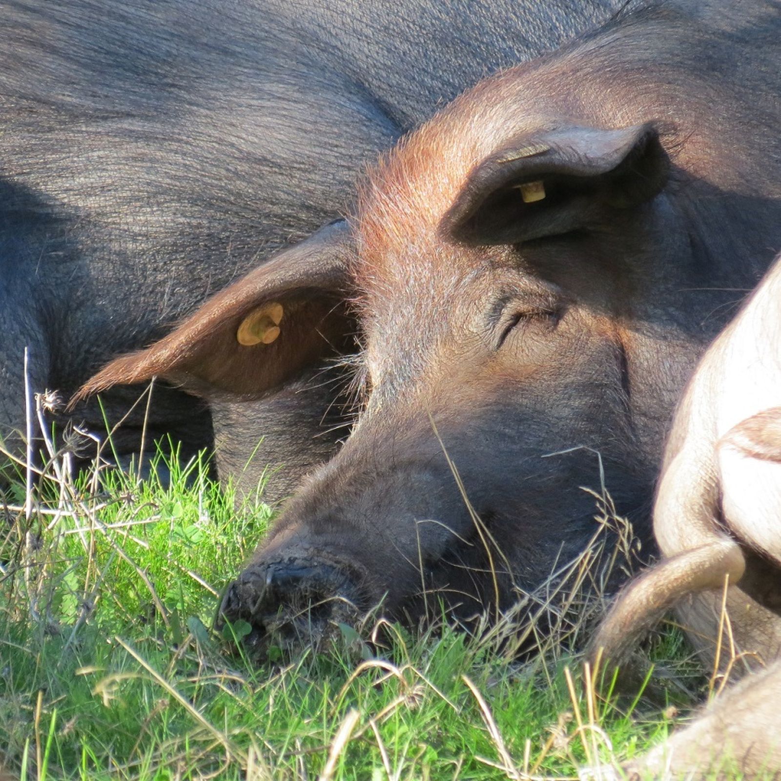 Uno de estos cerdos puede llevar el nombre de una ex pareja