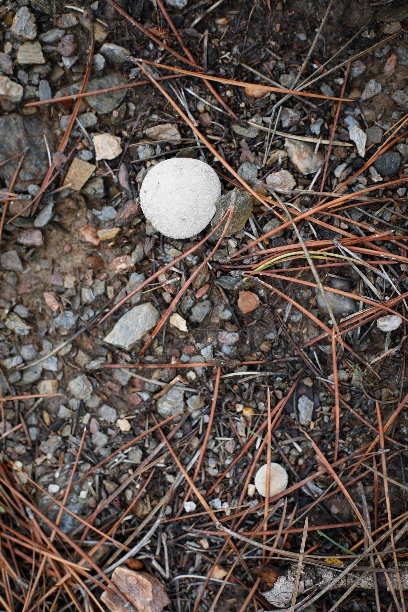 La ruta recolectora de setas en Abla por las XIX Jornadas Micológicas, en imágenes