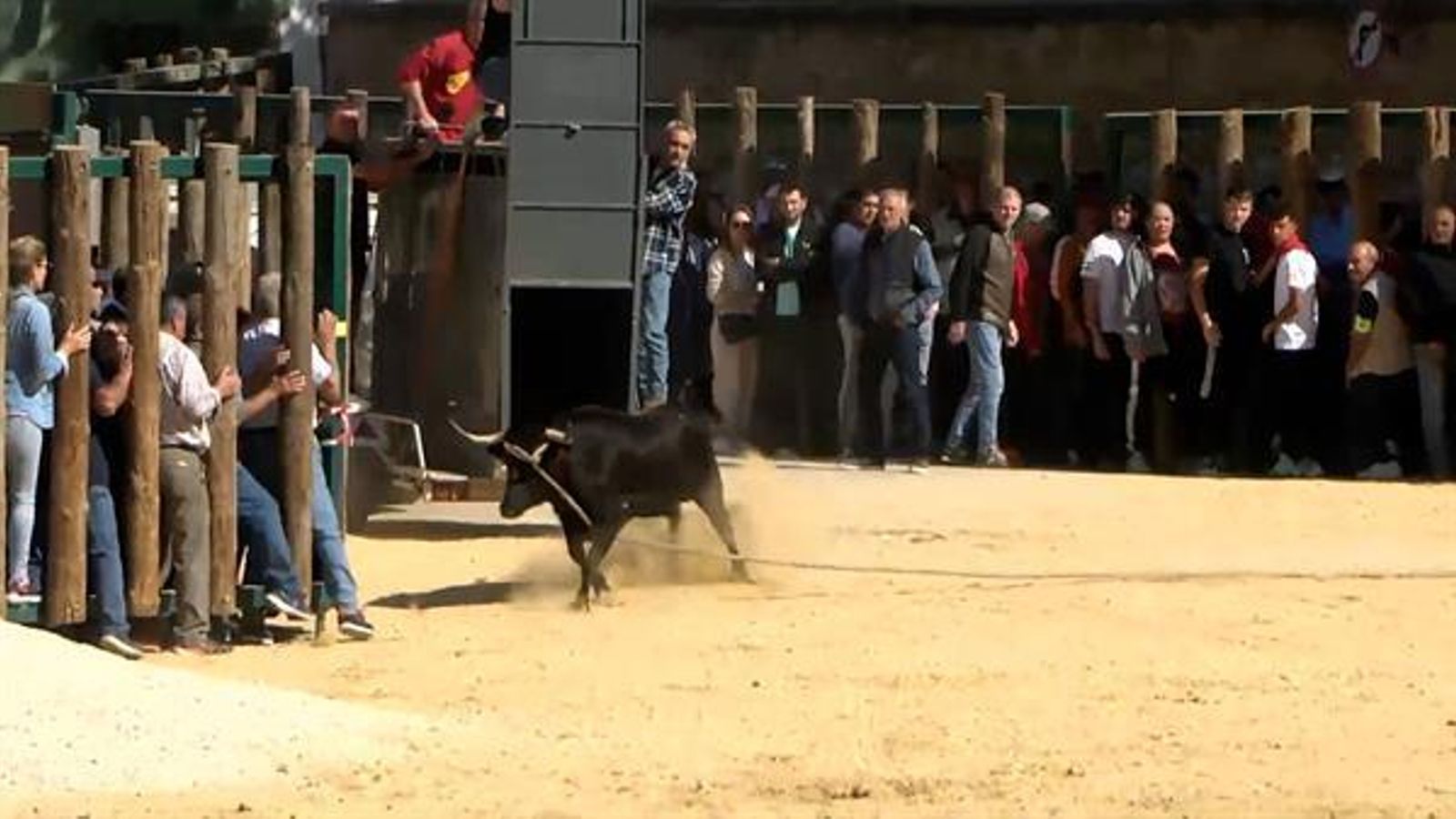 Imagen de las fiestas de los toros ensogaos de San Marcos.