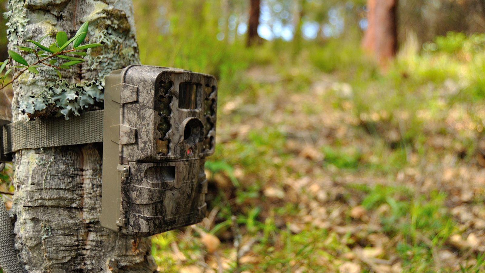 Una cámara de foro trampeo.