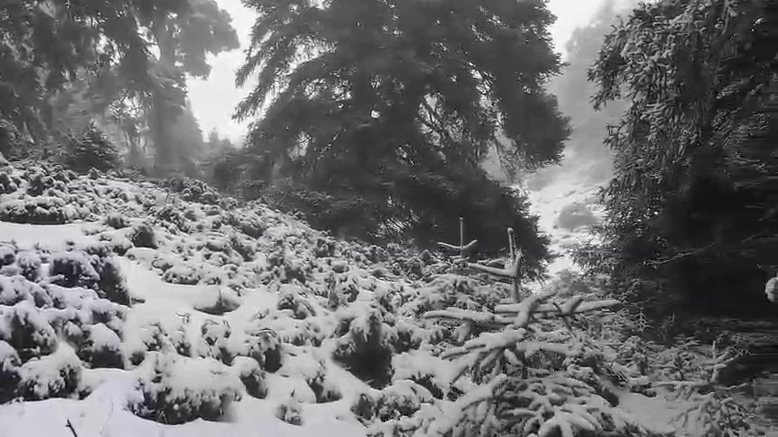 Gran nevada en la Sierra de las Nieves de Málaga: la cara más amable del temporal