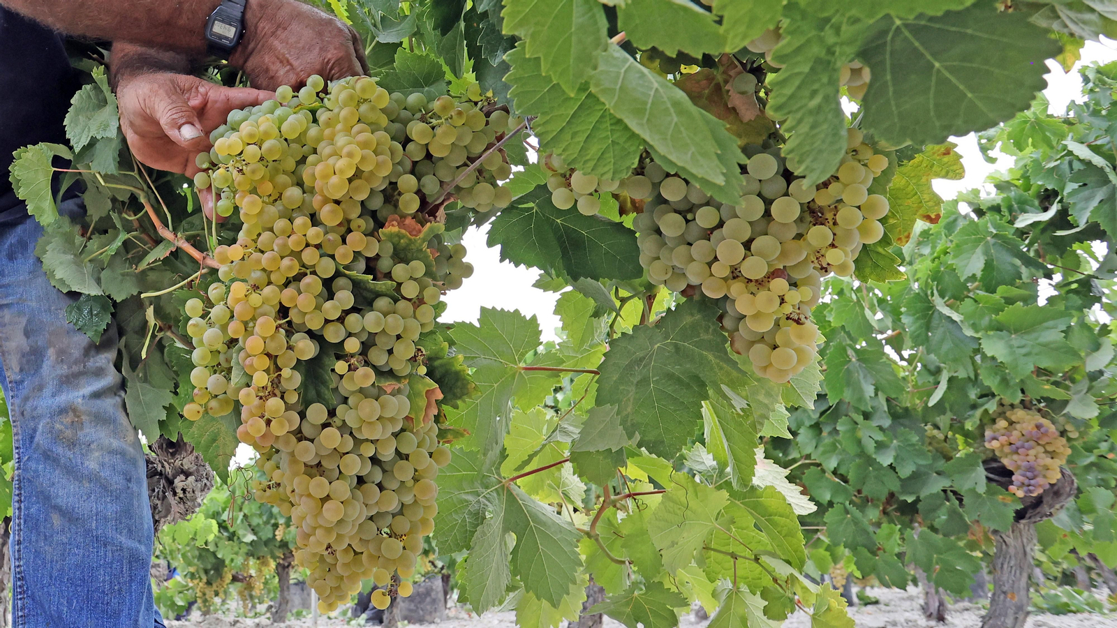 Vendimia a mano en Viña el Candelero en Jerez