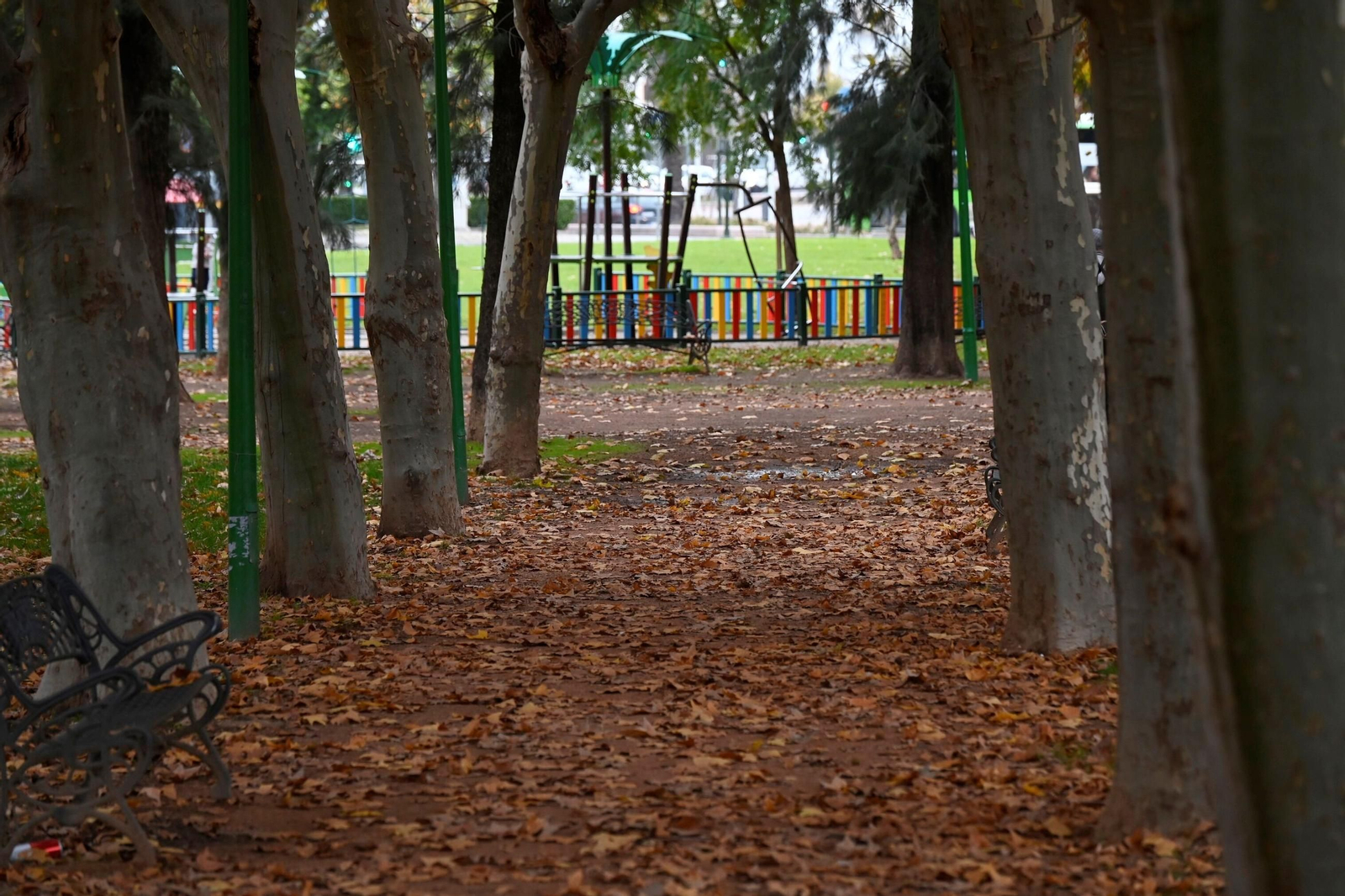 Otoño hojas caídas árboles córdoba