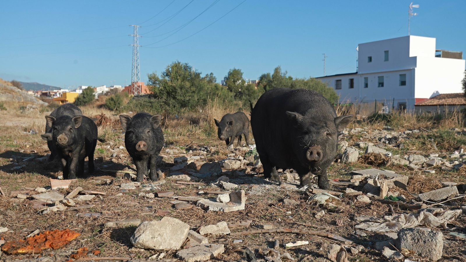 Cerdos vietnamitas en la barriada de Los Pastores.
