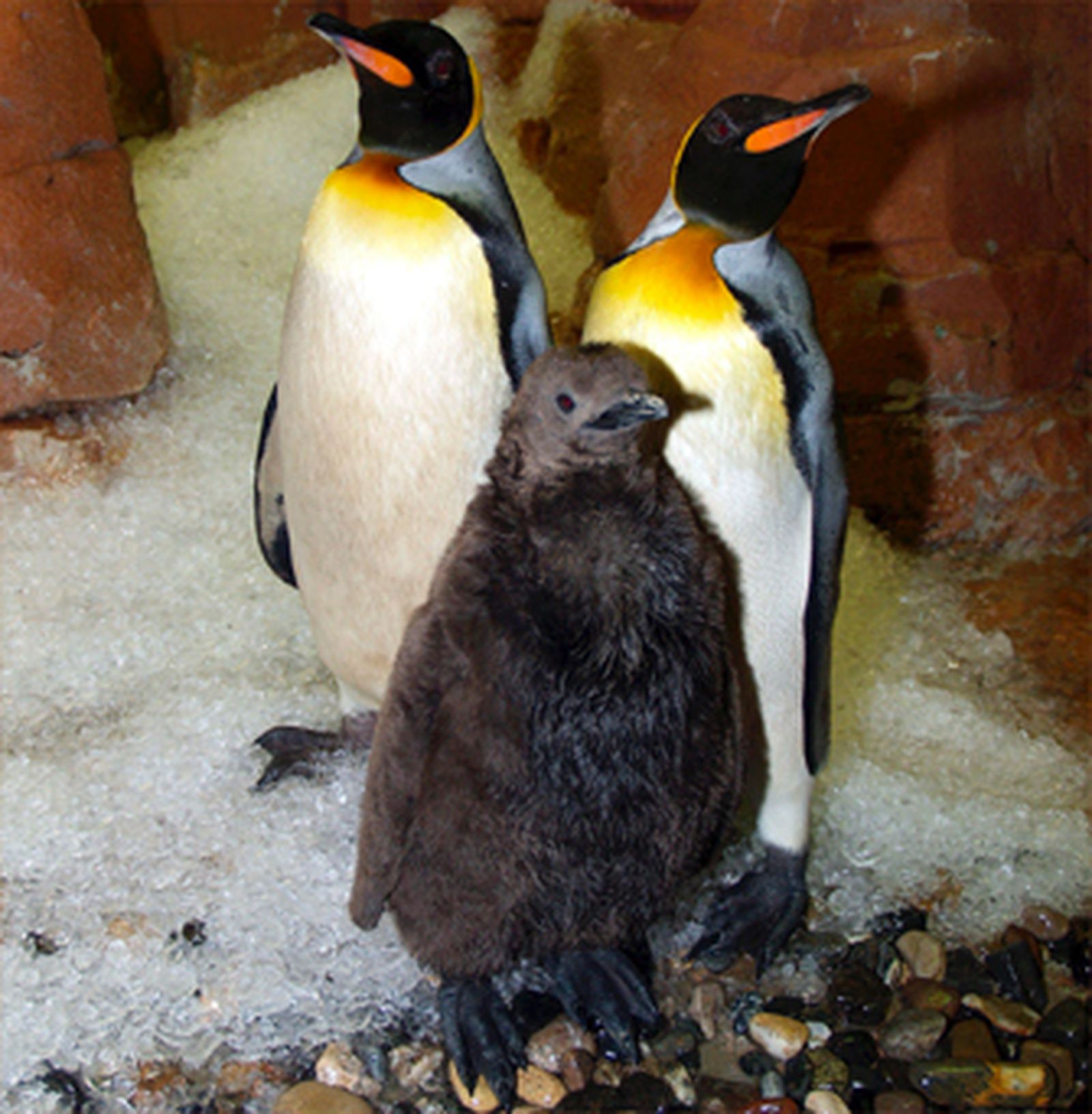 Nace en Benalmádena el primer ejemplar de pingüino rey de España