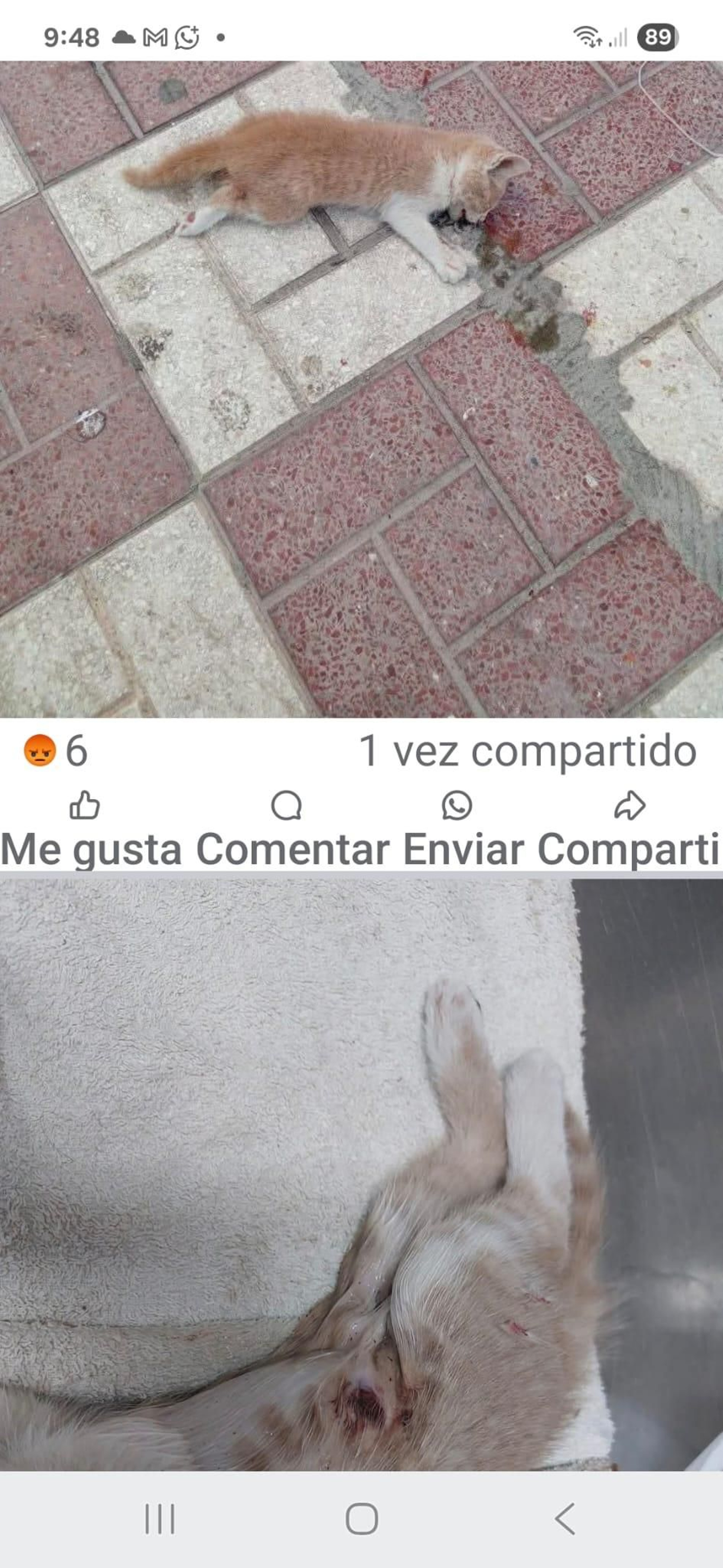 Gato muerto por un disparo en La Línea.