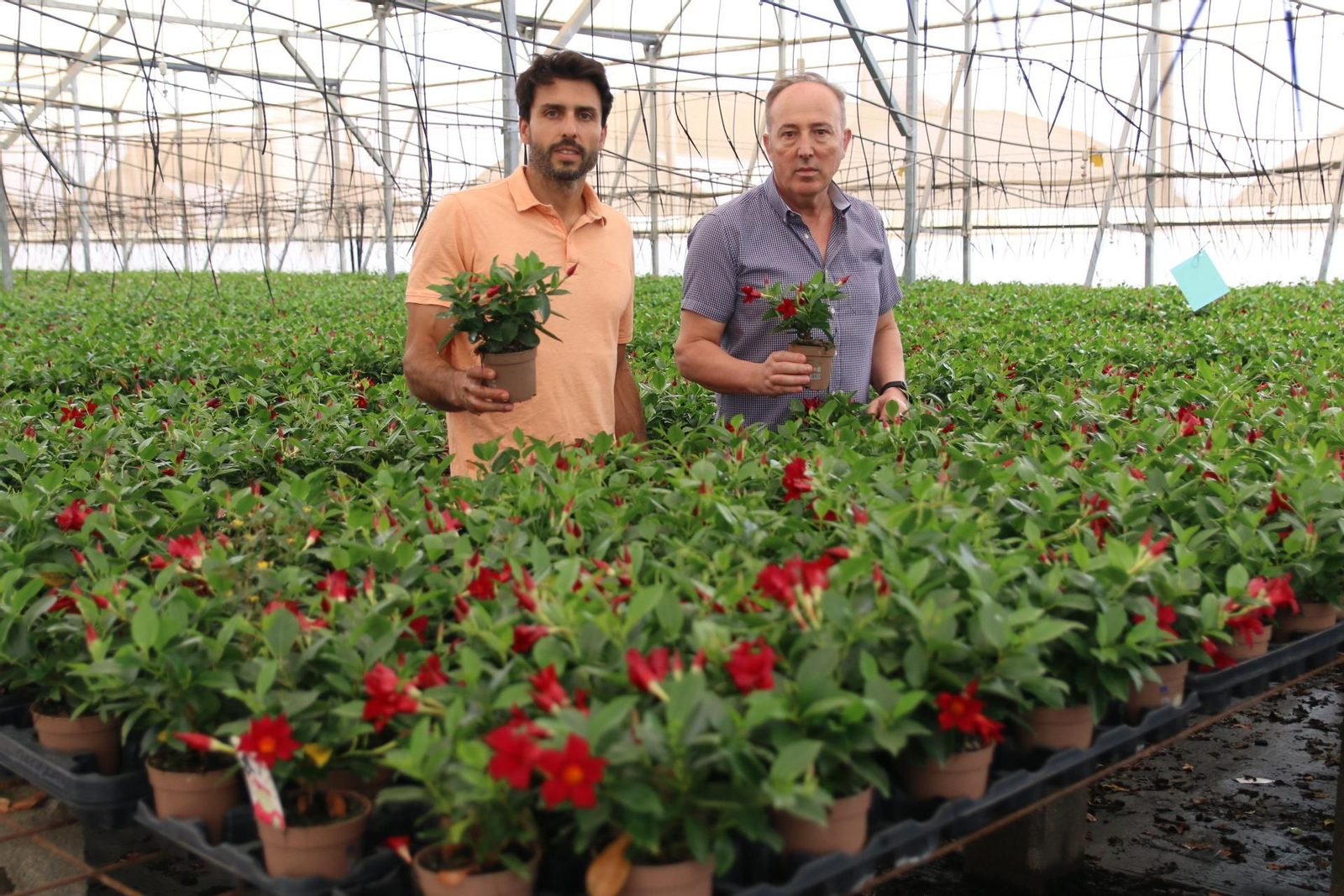 Imágenes de la venta de planta planta ornamental y flor cortada de Vícar