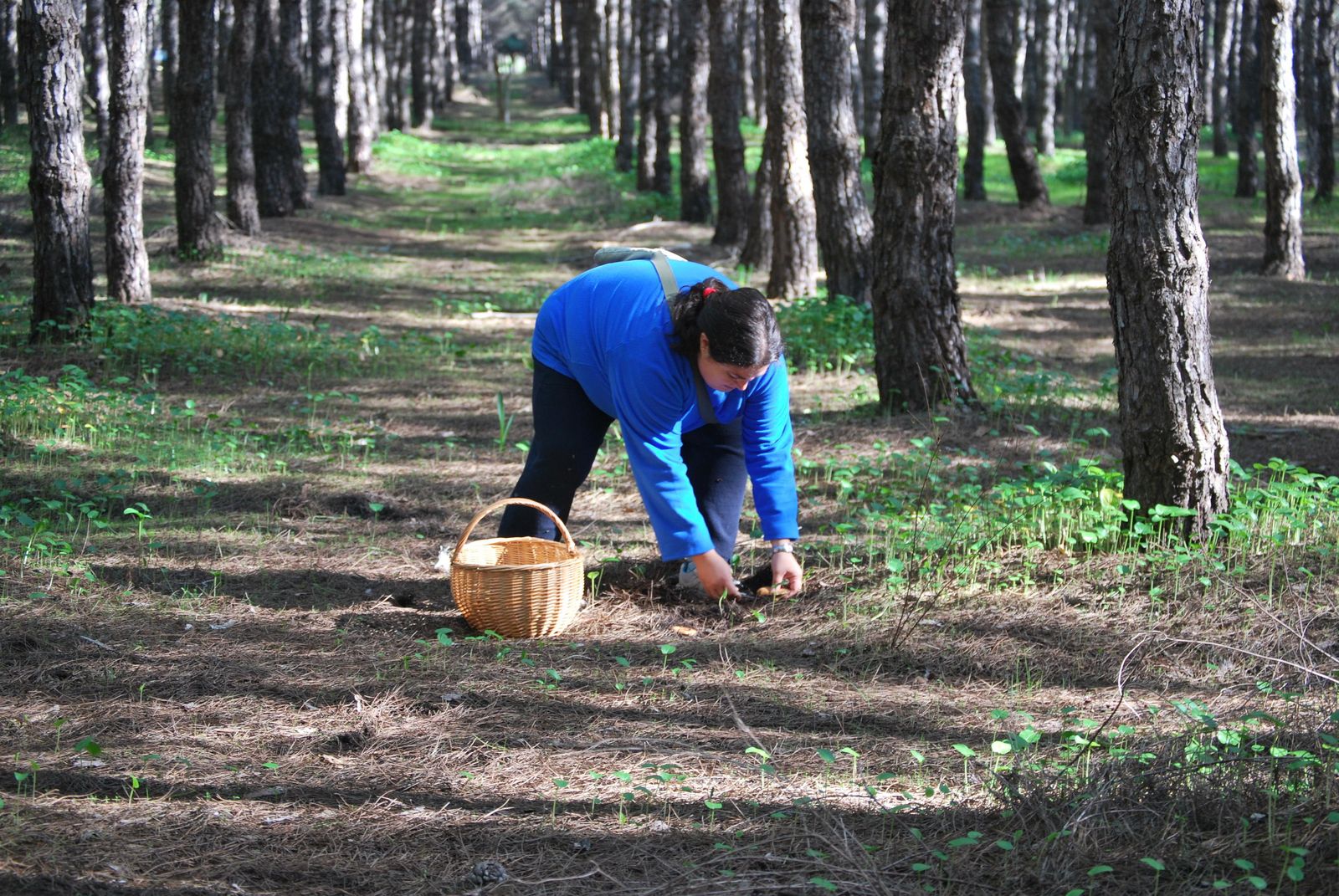 Recogida de setas en una zona de pinares de la provincia.