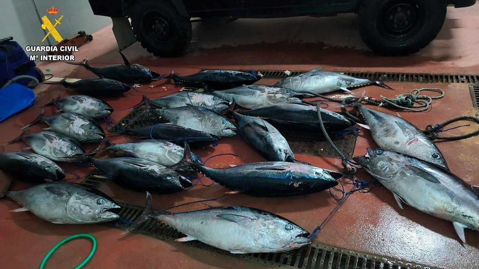 Piezas de atún rojo capturados ilegalmente y hallados en una furgoneta en Tarifa.
