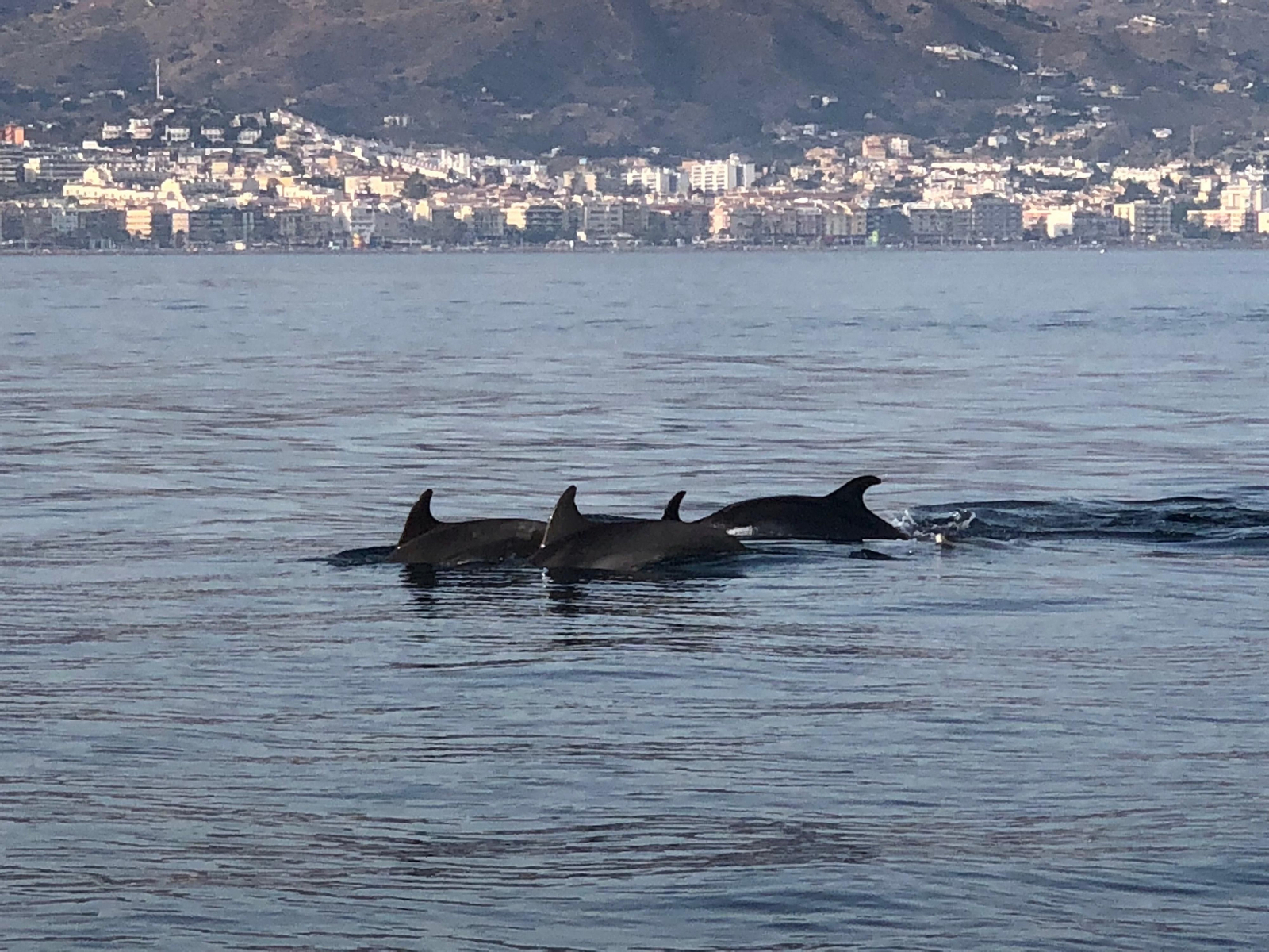 Imagen de los delfines que se acercaron ayer hasta las costas malagueñas para alimentarse de las plagas de medusas.