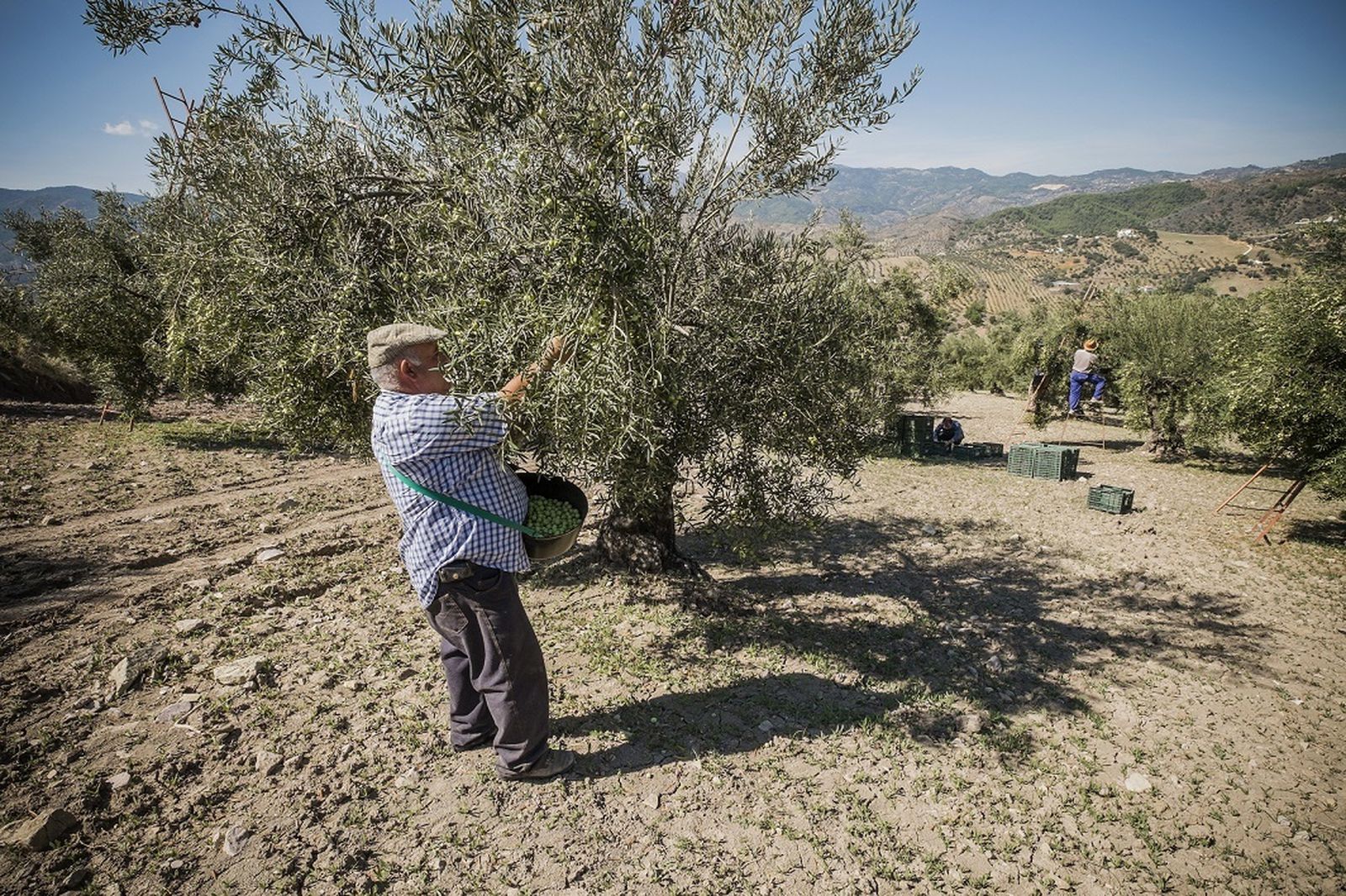 Recolector de aceituna.